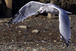 _MG_0906.jpg _MG_0906.jpg