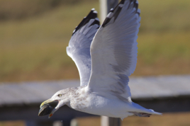 _MG_0914.jpg _MG_0914.jpg