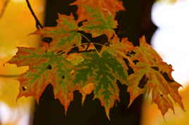 _MG_0969.jpg _MG_0969.jpg