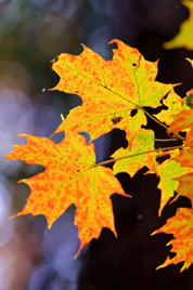 _MG_0972.jpg _MG_0972.jpg