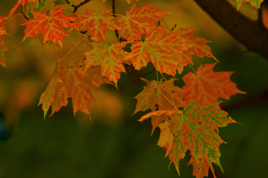 _MG_0983.jpg _MG_0983.jpg