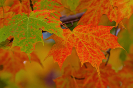 _MG_0985.jpg _MG_0985.jpg