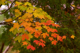 _MG_0992.jpg _MG_0992.jpg